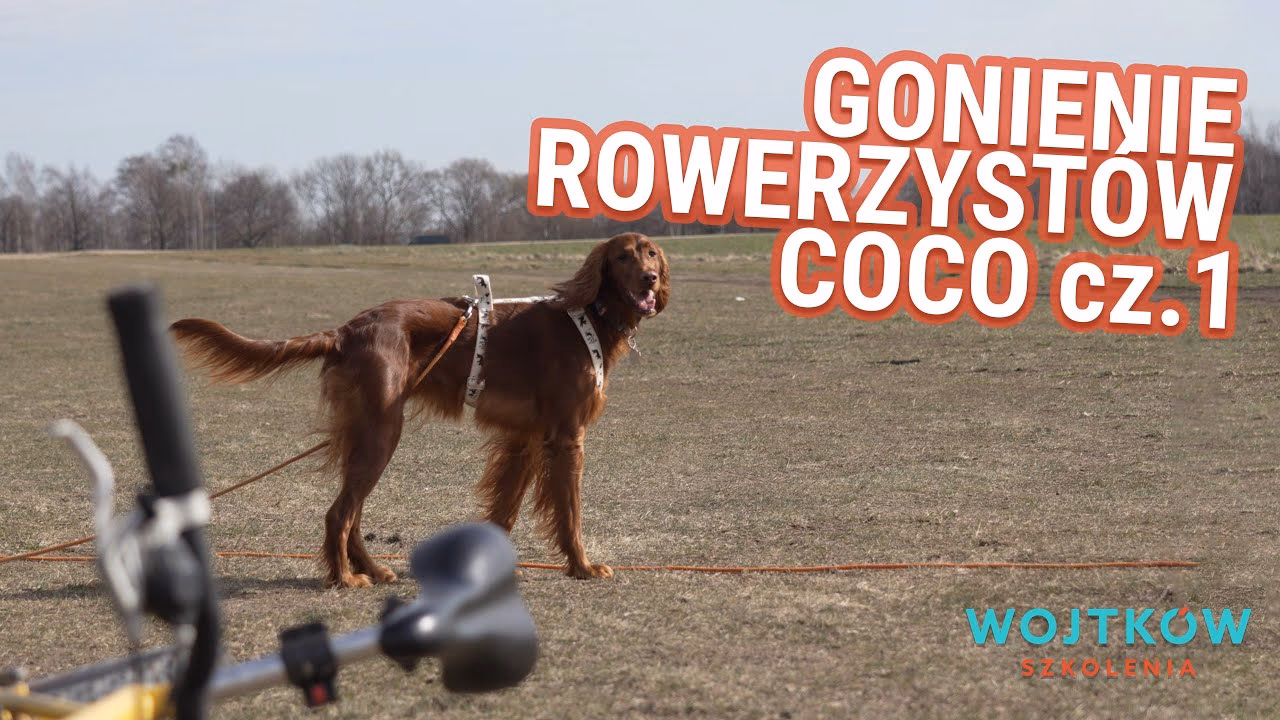 Jak oduczyć psa rzucania się na rowerzystów?